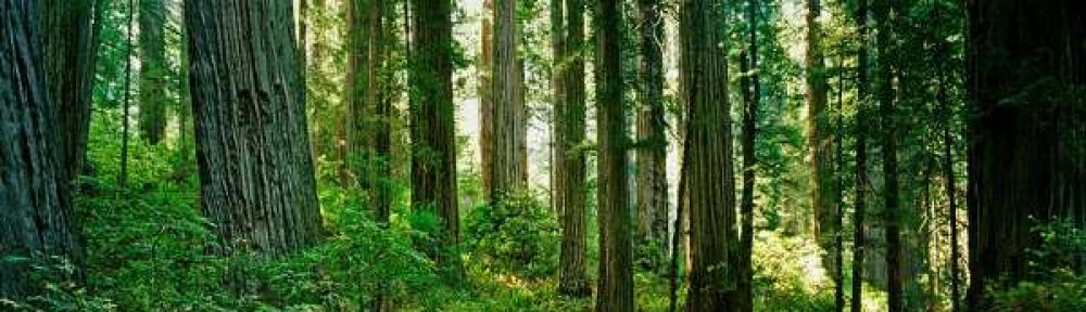 cropped-redwood-national-park.jpg